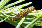 Spruce Budworm larva