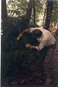 Maine Forest Service Employee Inspects Hemlock for Signs of Adelgid.  Photo: Maine Forest Service