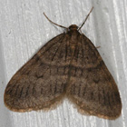 Male winter moth. Photo: Bo Zamba