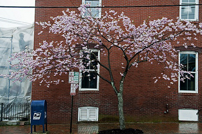 Flowering tree along street with red brick building behind it. Photo Credit: mjs_2009