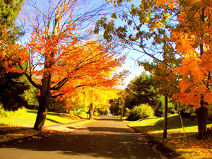 Hallowell Maine Foliage