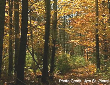 This picture shows a forest that has received a special silvicultural treatment. The growing space (light, air, soil nutrients, water, and physical space) once occupied by older,  slower-growing, less vigorous trees has been reallocated to the tall hardwoods and white pine seedlings.