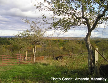 Looking over an apple orchard and the forest in the distance