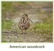 Image of a american woodcock