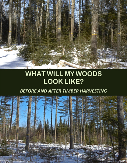 Cover of What Will My Woods Look Like? book
