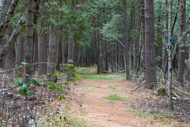 Image of a natural small sawtimber pine stand with a recreational trail before a timber harvest.