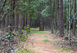 Image of a natural small sawtimber pine stand with a recreational trail before a timber harvest.