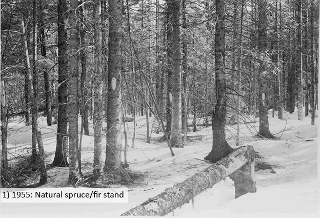 1955: Natural spruce/fir stand
