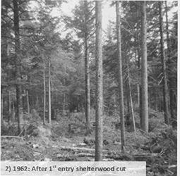 1962: After 1st entry shelterwood cut