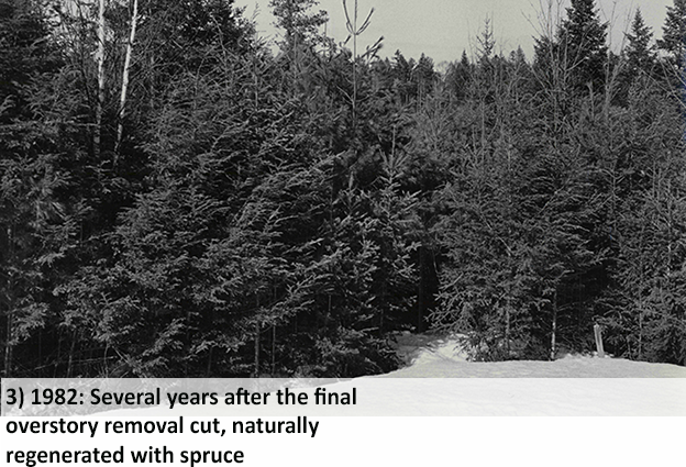 1982: Several years after the final overstory removal cut, naturally regenerated with spruce