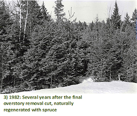 1982: Several years after the final overstory removal cut, naturally regenerated with spruce