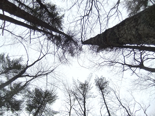 Looking up through a mixed wood forest before a timber harvest.