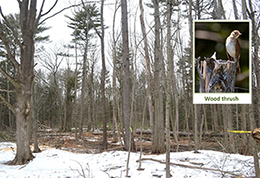 A oak pine mature sawtimber after a invasive tree removal and thinning harvest.