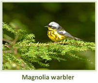 Image of a magnolia warbler