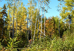 A hardwood sapling stand after a non-commercial thinning.