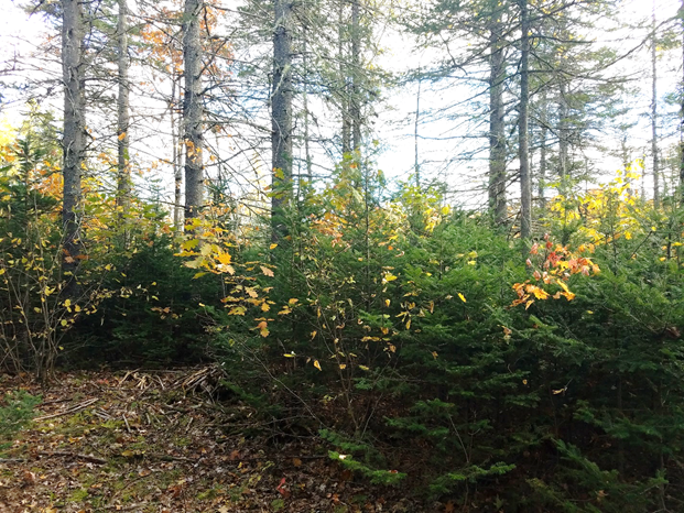 A naturally established spruce stand before a timber harvest.