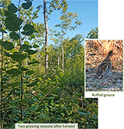 A young aspen pole and small sawtimber stand after a patch clearcut harvest.