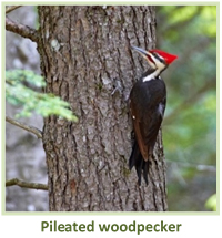 Image of a pileated woodpecker