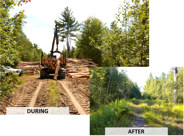 A woods road, mixed woods stand during and after a timber harvest.