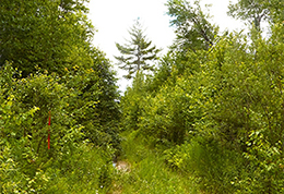 A woods road, mixed woods stand before a timber harvest.