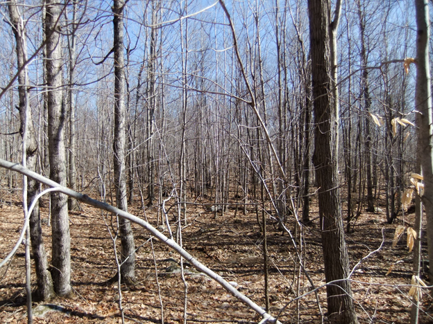 A naturally established hardwood pole stand before a timber harvest.