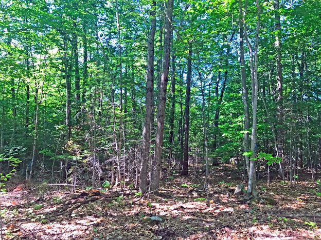 A hardwood pole and small sawtimber stand before a timber harvest.