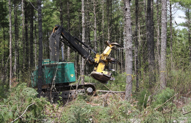 A natural white pine sawtimber stand during a timber harvest.