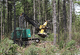 A natural white pine sawtimber stand during a timber harvest.