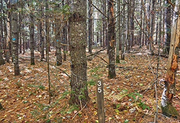 A white pine plantation in an old field before a timber harvest.