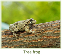Image of a tree frog