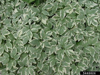 Variegated leaves of goutweed
