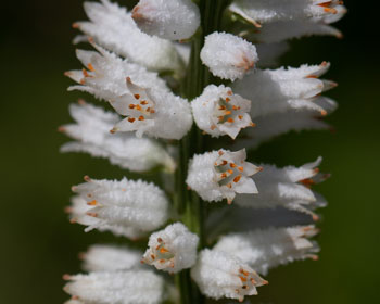 Photo: Close up of several flowers on a flowering stalk of Unicorn Root