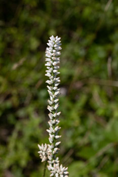 Photo: Single flowering stalk of Unicorn Root