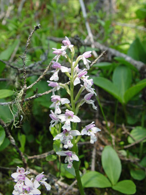 Photo: Small Round-leaved Orchis in flower