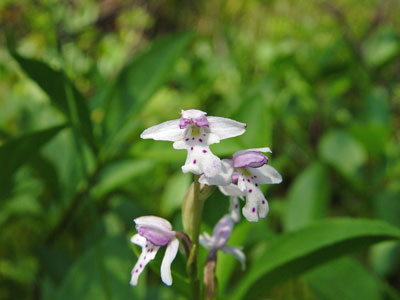 Photo: Flowers of Small Round-leaved Orchis