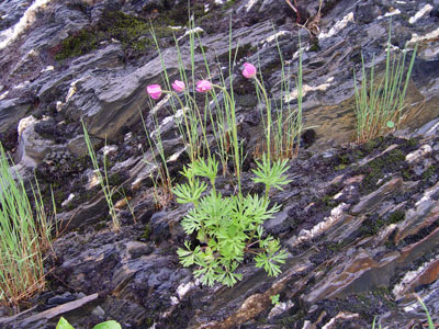 Photo: Cut-leaved Anemone in flower, and growing in ledge