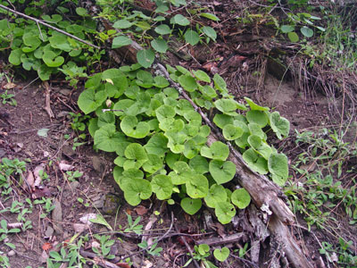 Photo: Wild Ginger leaves growing on forest floor