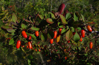 Photo: Japanese barberry fruit