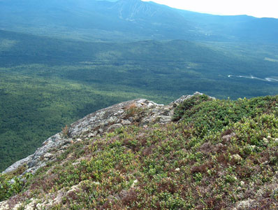 Photo: View of habitat of Prenanthes nana, Bigelow Preserve