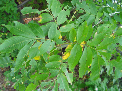 Photo: Bitternut Hickory Leaves