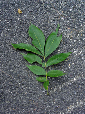 Photo: Bitternut Hickory Leaf