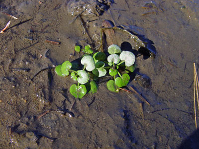 Photo: Cardamine longii in tidal habitat