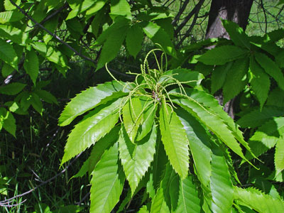 Photo: Castanea dentata leaves