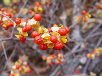 Asiatic bittersweet fruit