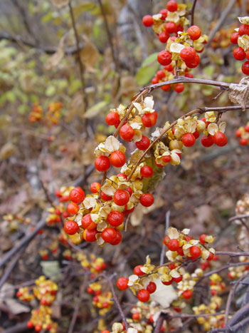 Asiatic bittersweet fruit