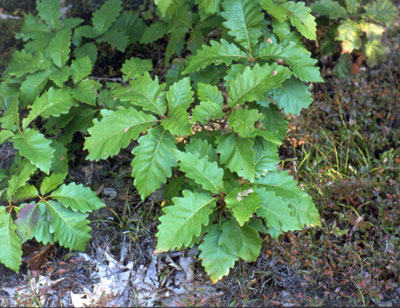 Photo: chestnut oak leaves