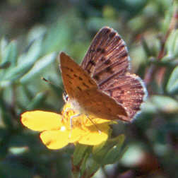 Photo: Clayton's Copper butterfly on shrubby cinquefoil flower in circumneutral fen