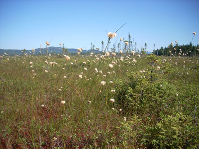Photo: Cotton-grass growing at Number Five Bog