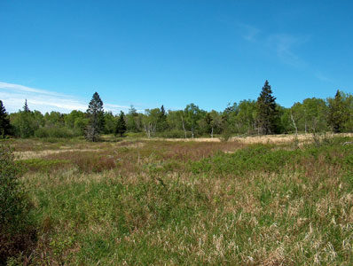 Photo: bluejoint meadow at Cutler Preserve