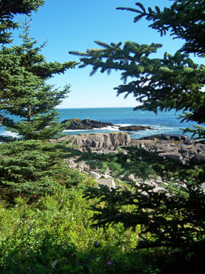 Photo: Image of the coast seen through spruce trees at Cutler Preserve